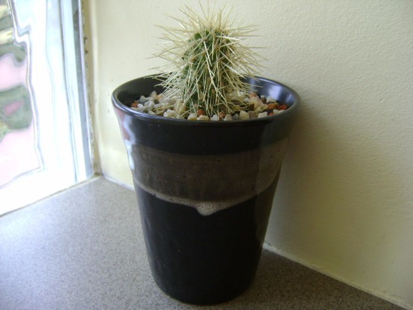 Cylindropuntia bigelovii (Teddybear Cholla) - Cactusi 2017 final de an