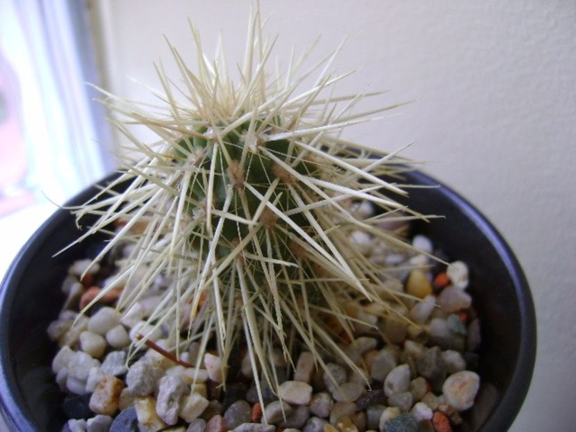 Cylindropuntia bigelovii (Teddybear Cholla) - Cactusi 2017 final de an