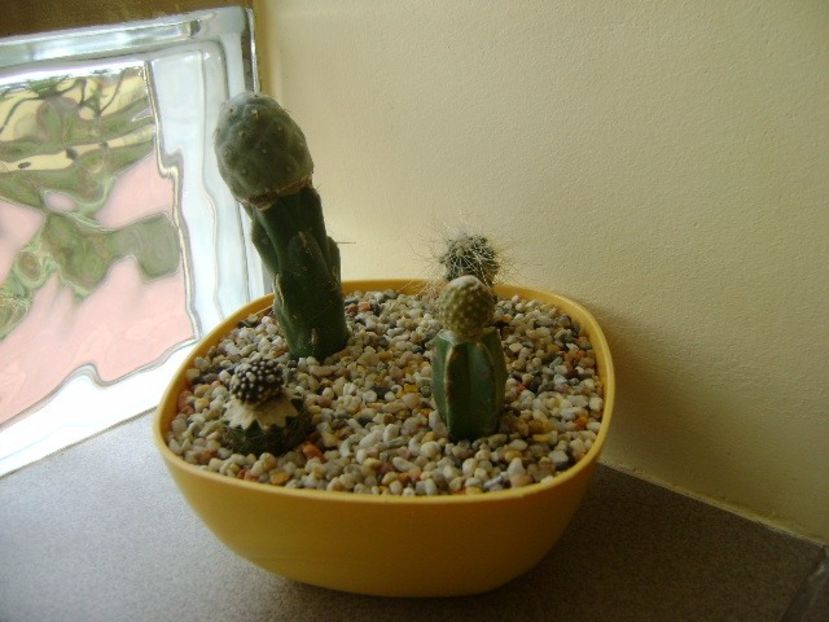 Grup de 4 cactusi altoiti - Cactusi 2017 final de an