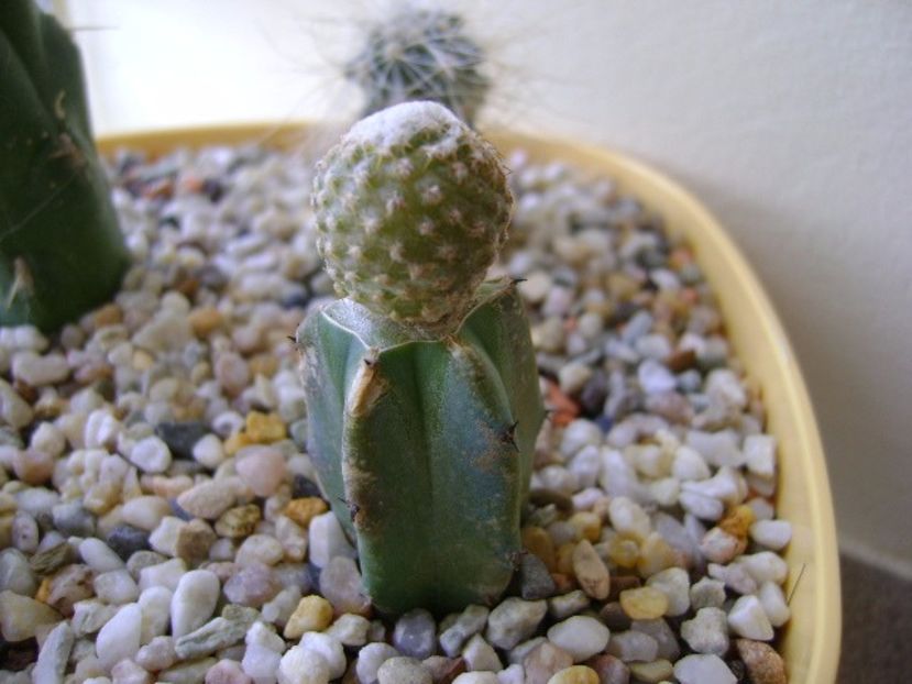 Copiapoa laui - Cactusi 2017 final de an