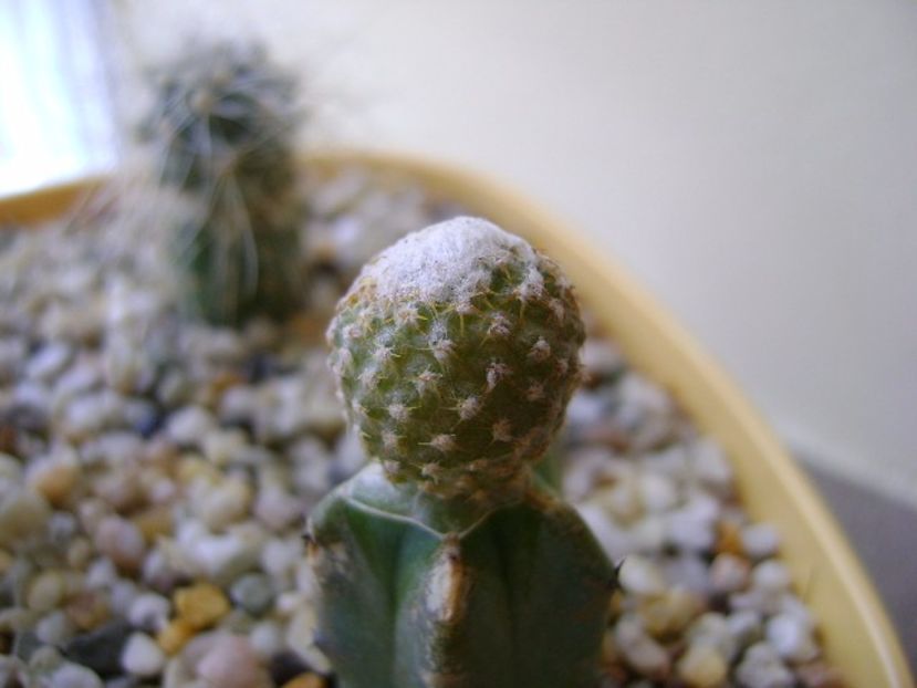 Copiapoa laui - Cactusi 2017 final de an