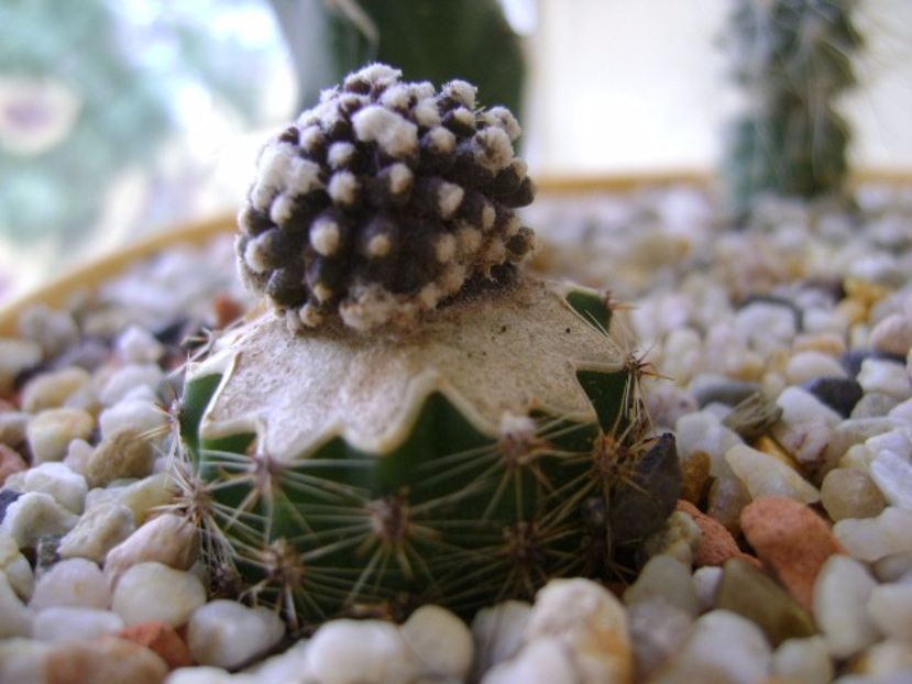 Copiapoa tenuissima f. monstruosa - Cactusi 2017 final de an