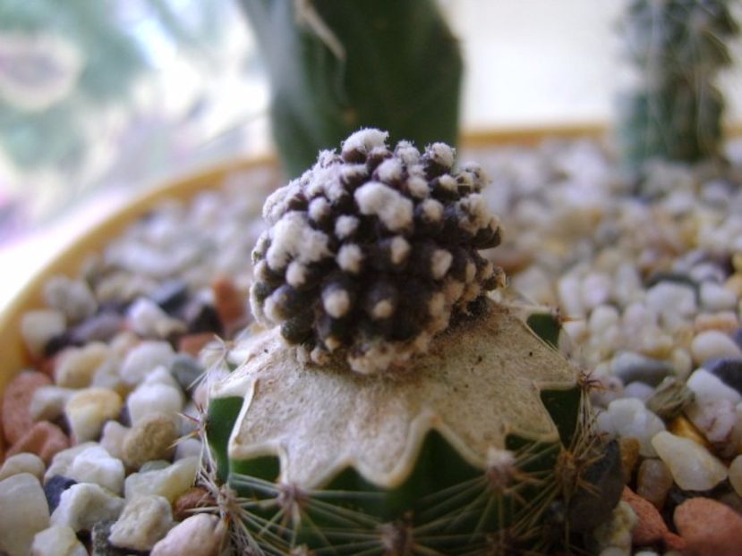 Copiapoa tenuissima f. monstruosa - Cactusi 2017 final de an