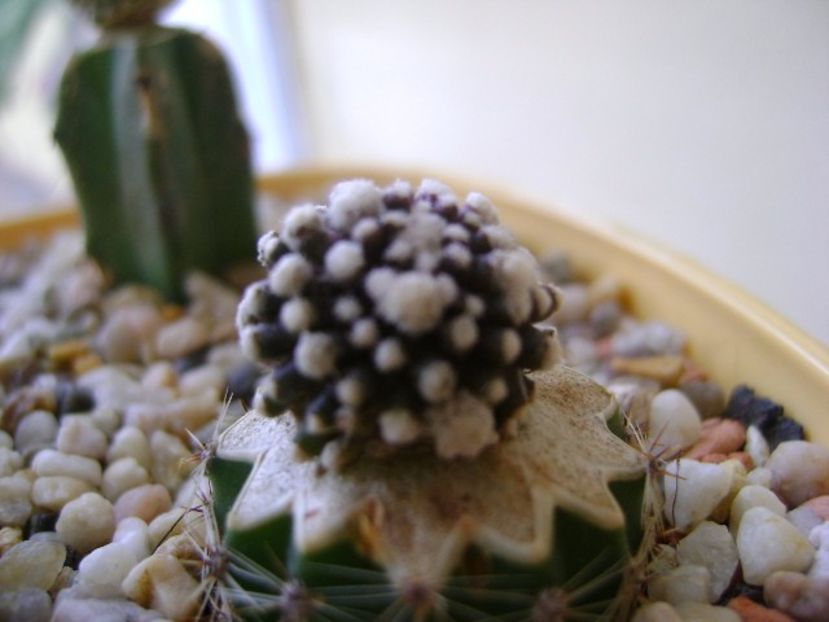 Copiapoa tenuissima f. monstruosa - Cactusi 2017 final de an