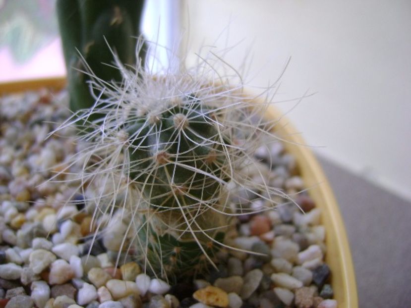 Copiapoa krainziana - Cactusi 2017 final de an