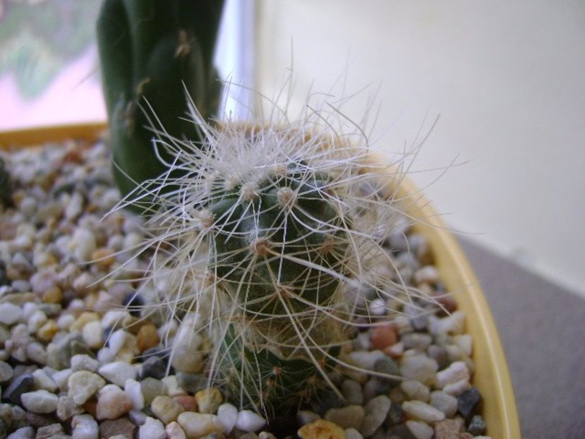Copiapoa krainziana - Cactusi 2017 final de an