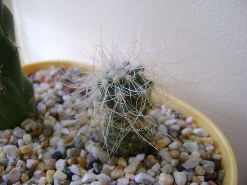 Copiapoa krainziana - Cactusi 2017 final de an