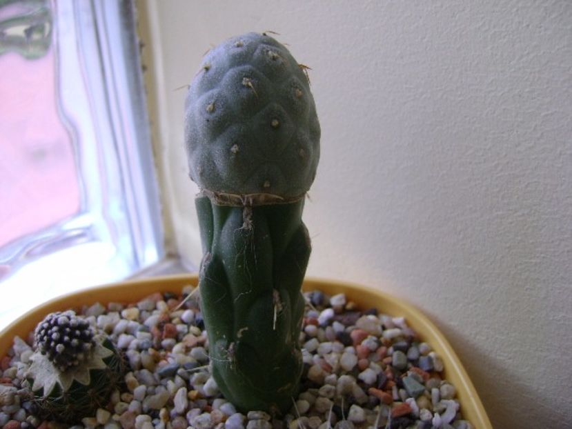 Tephrocactus alexanderi v. geometricus - Cactusi 2017 final de an