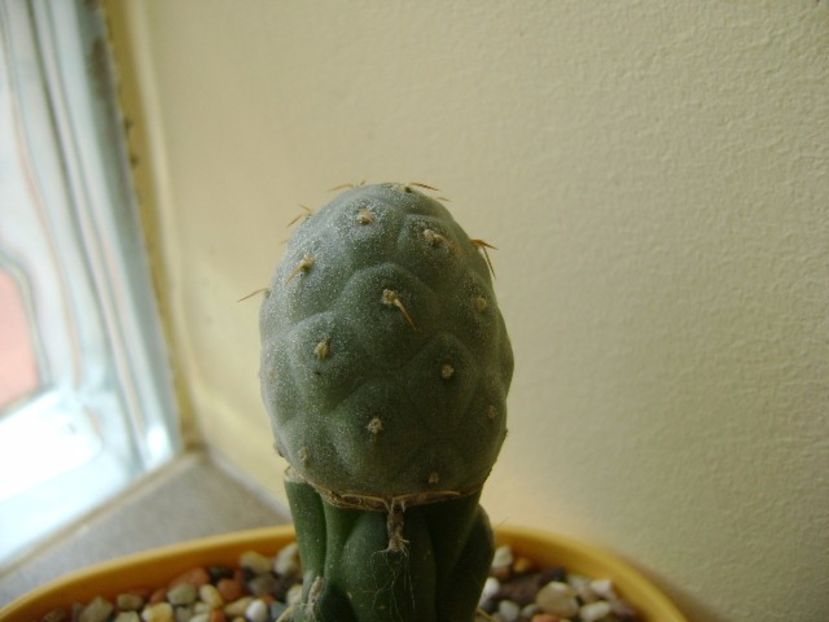Tephrocactus alexanderi v. geometricus - Cactusi 2017 final de an