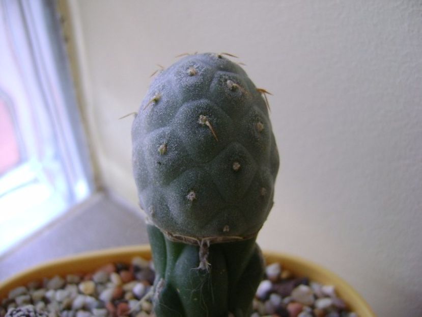 Tephrocactus alexanderi v. geometricus - Cactusi 2017 final de an