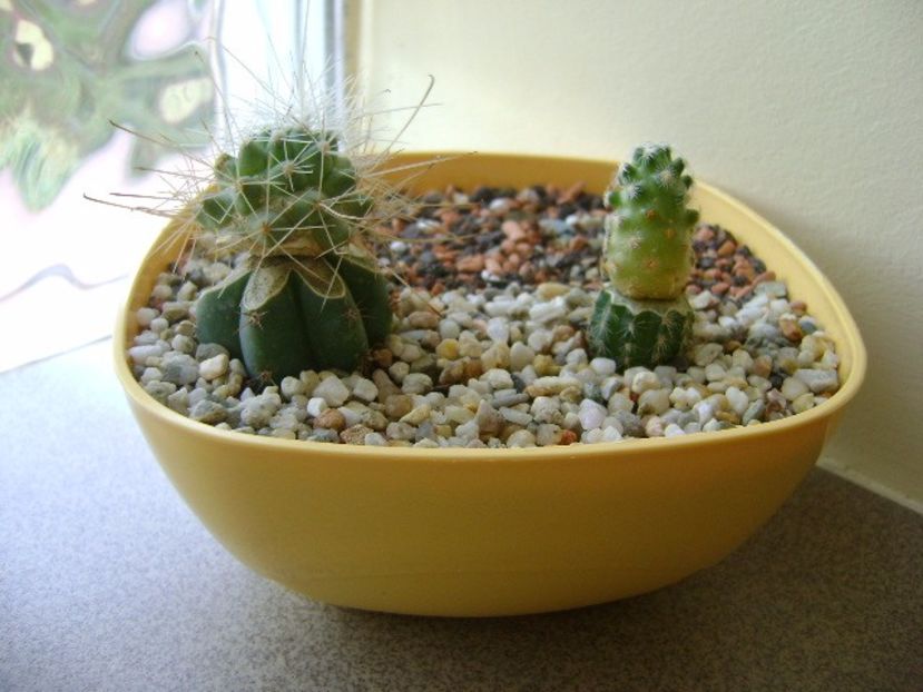 Grup de 2 cactusi altoiti - Cactusi 2017 final de an