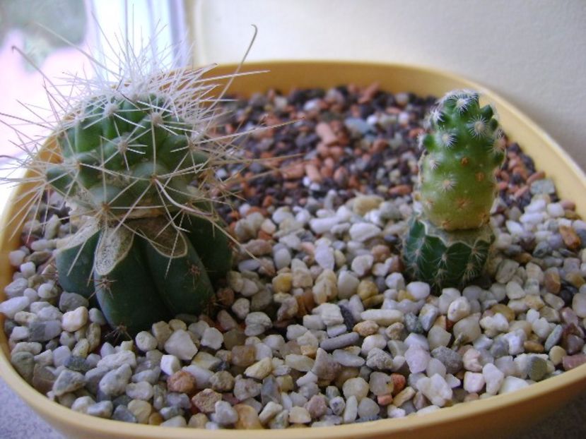Grup de 2 cactusi altoiti - Cactusi 2017 final de an