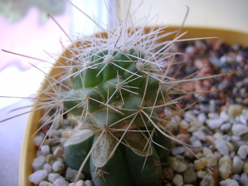 Cochemiea pondii ssp. setispina - Cactusi 2017 final de an