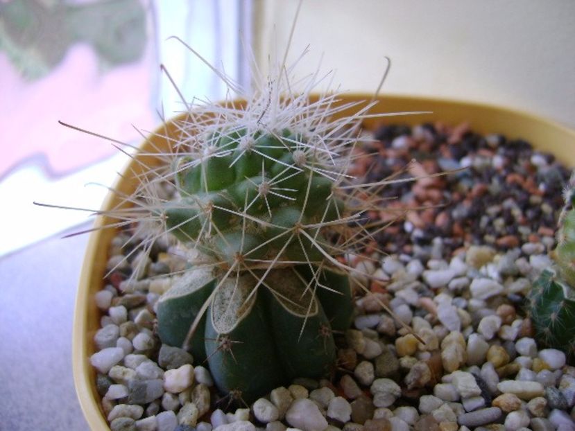 Cochemiea pondii ssp. setispina - Cactusi 2017 final de an