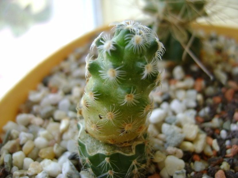 Mammillaria saboae ssp. haudeana - Cactusi 2017 final de an