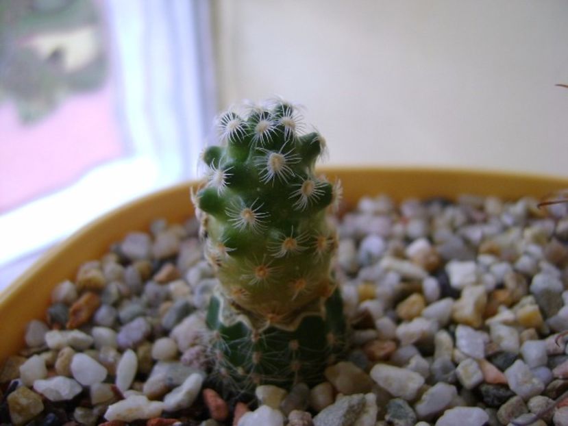 Mammillaria saboae ssp. haudeana - Cactusi 2017 final de an
