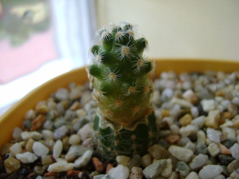 Mammillaria saboae ssp. haudeana - Cactusi 2017 final de an