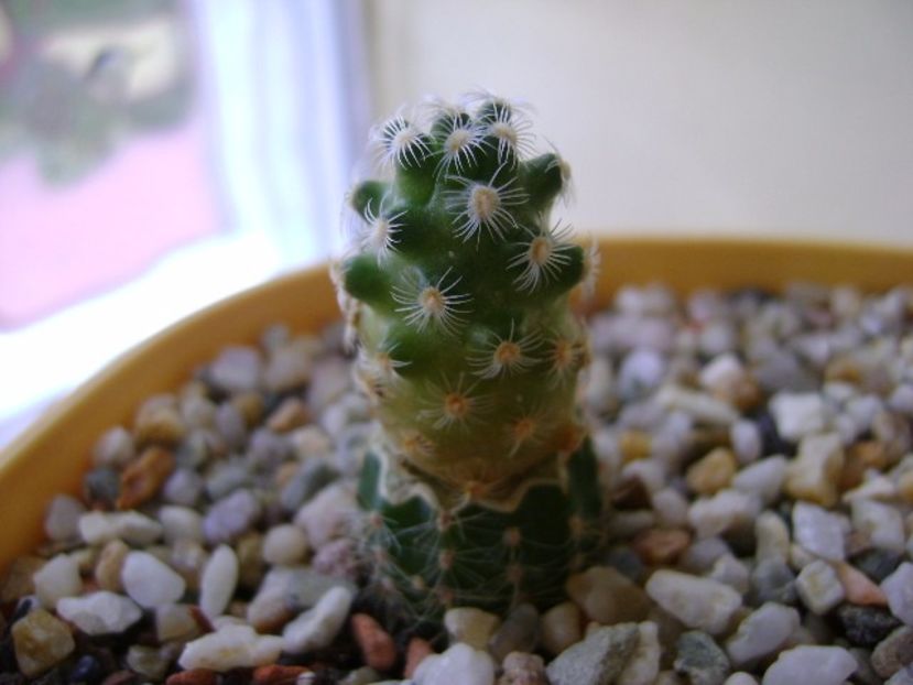 Mammillaria saboae ssp. haudeana - Cactusi 2017 final de an