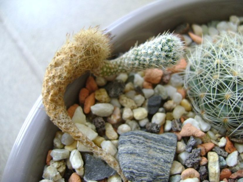 Gymnocactus subterraneus 2 - Cactusi 2017 final de an
