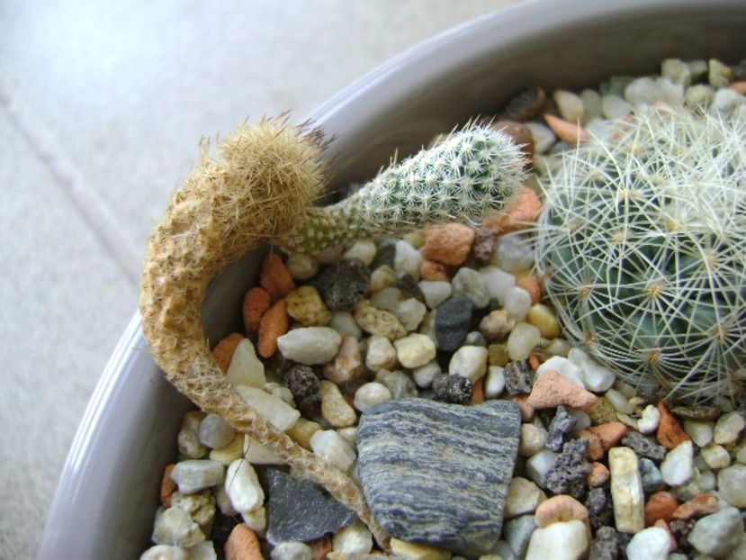 Gymnocactus subterraneus 2 - Cactusi 2017 final de an