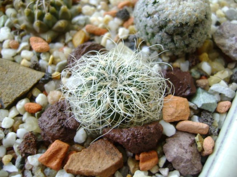 Sulcorebutia patriciae - Cactusi 2017 final de an