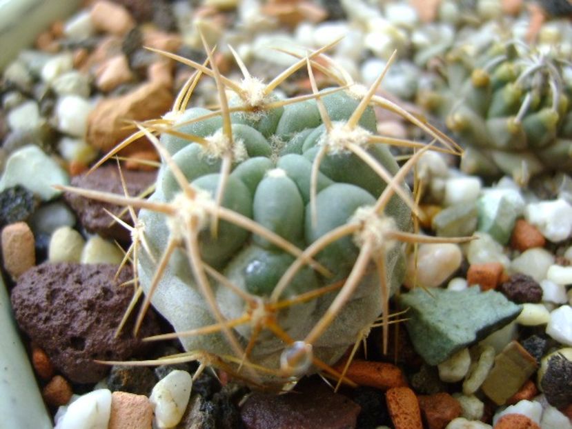 Acanthocalicium (Echinopsis) thionanthum - Cactusi 2017 final de an