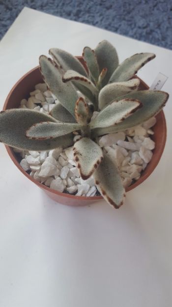  - Kalanchoe tomentosa