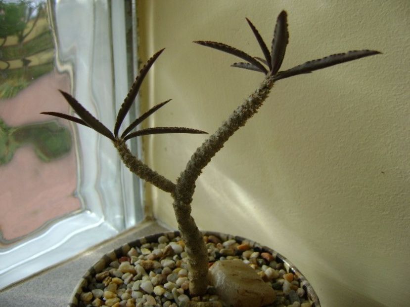 Euphorbia cap-saintemariensis - Caudiciforme si bulbi 2017
