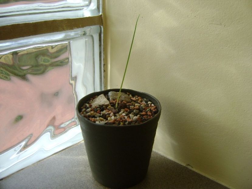Albuca spiralis - Caudiciforme si bulbi 2017