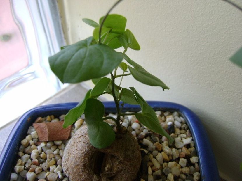 Dioscorea elephantipes - Caudiciforme si bulbi 2017
