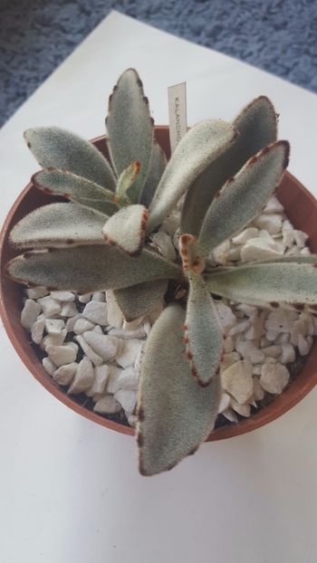  - Kalanchoe tomentosa