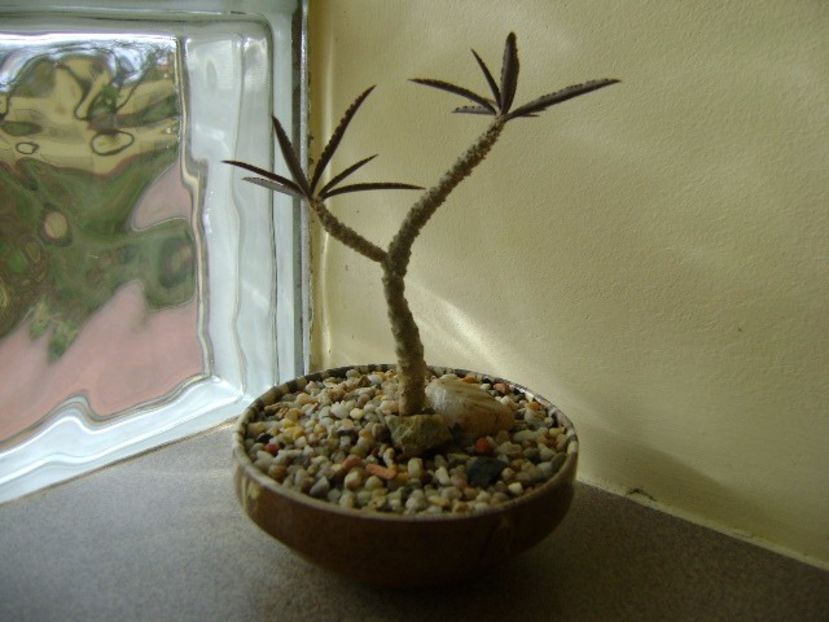 Euphorbia cap-saintemariensis - Suculente 2017