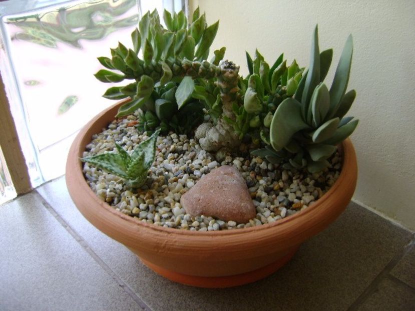 Grup de 5 suculente - Suculente 2017