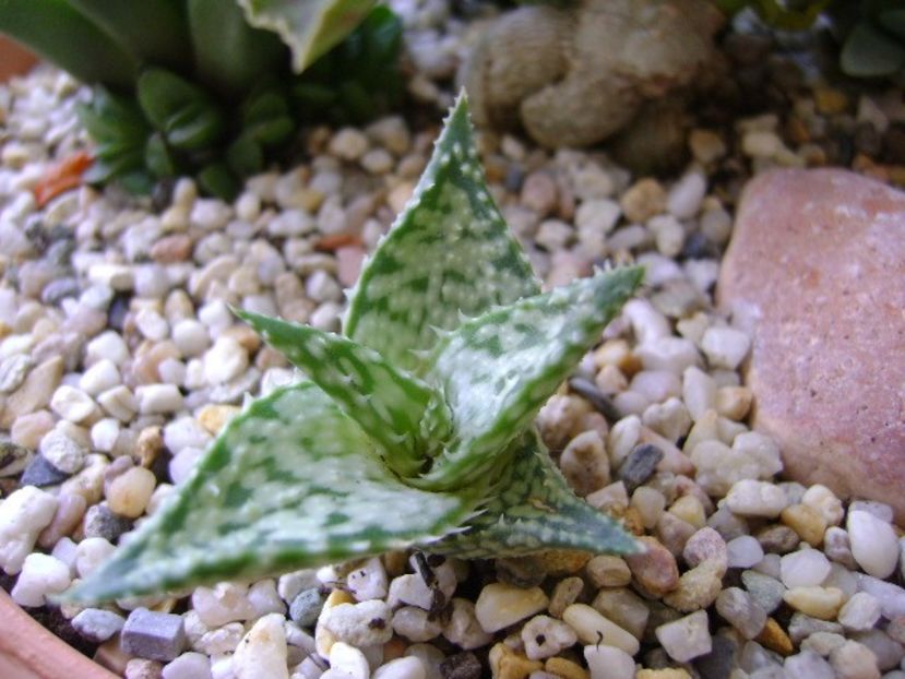 Aloe cv. Lizard Lips - Suculente 2017