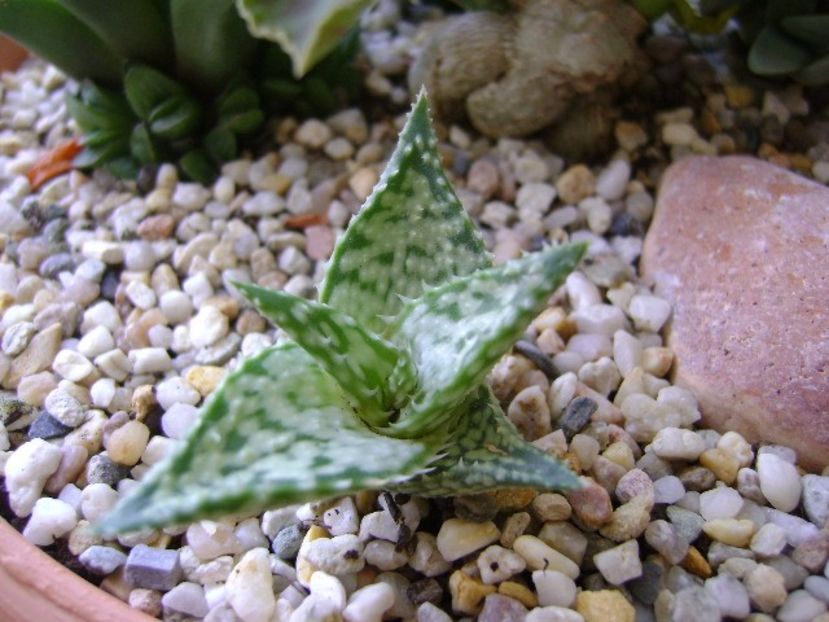 Aloe cv. Lizard Lips - Suculente 2017