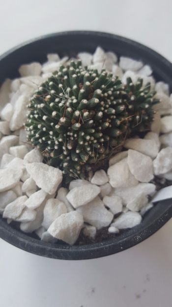  - Mammillaria painteri