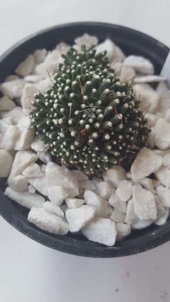  - Mammillaria painteri