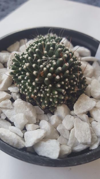  - Mammillaria painteri