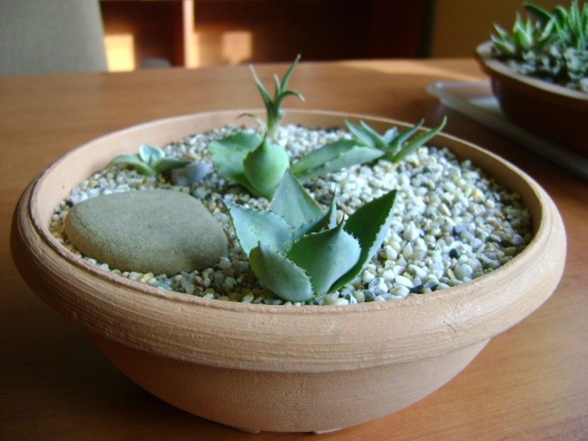 Grup de 5 agave mici - Agave si Yucca 2017