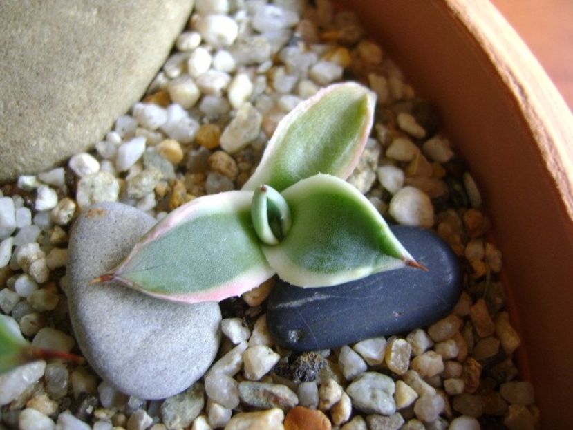 Agave applanata cv. Cream Spike - Agave si Yucca 2017