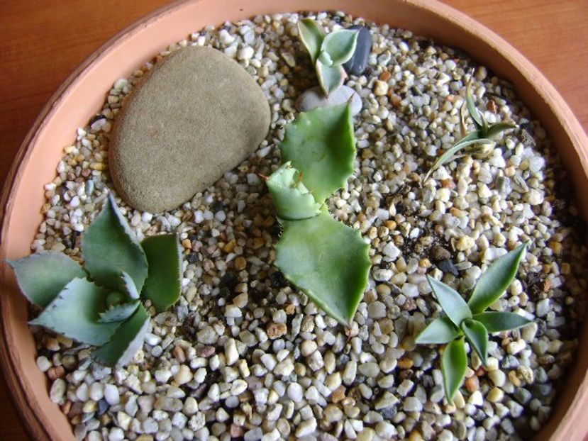 Grup de 5 agave mici - Agave si Yucca 2017