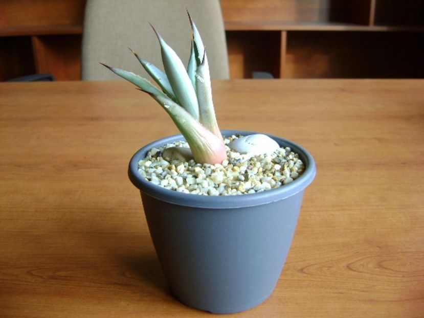 Agave macroacantha - Agave si Yucca 2017