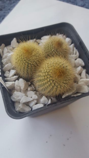  - Notocactus leninghausii inermis