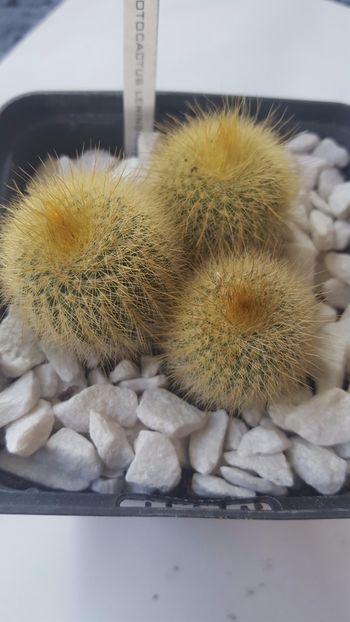  - Notocactus leninghausii inermis