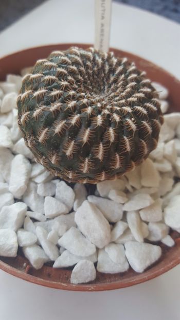  - Rebutia arenacea N