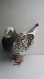 F 2016 vanduta - De vanzare kingi