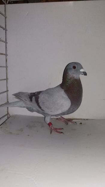 M 2017 vandut - De! voiajori vanduti