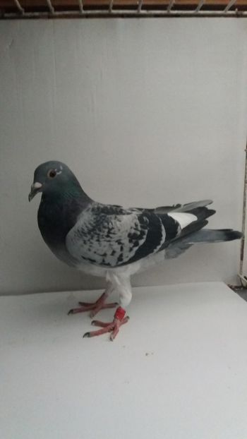943 vanduta - De vanzare voiajori pui 2017