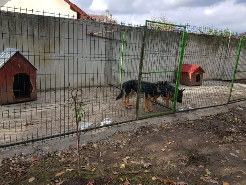  - Ciobanești germani