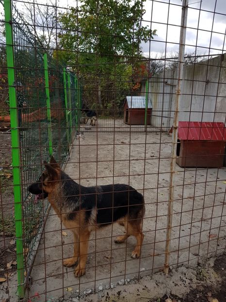  - Ciobanești germani